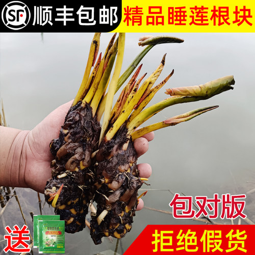 睡莲水培植物四季水养荷花莲花盆栽花卉种水池塘大睡莲根块带花苞 - 图1