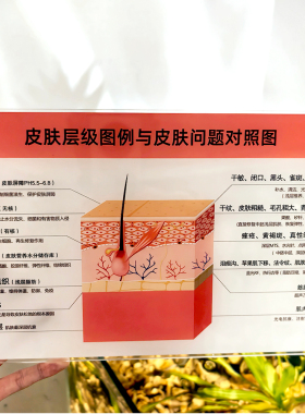 皮肤管理门店装饰立牌皮肤层级与作用对照图