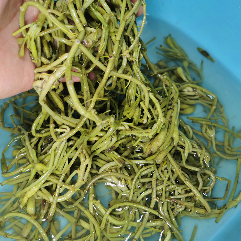 安徽无为特产野生菱角菜新鲜采摘水生菱角菜蔬菜菱角藤子4斤包邮 - 图2