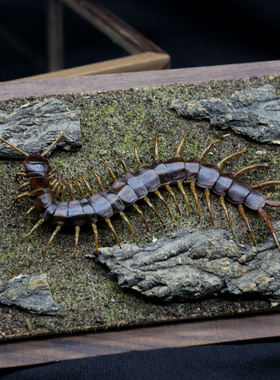 越南巨人蜈蚣标本生态微景观摆件