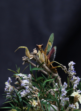 眼斑螳螂标本生态微景观个性摆件