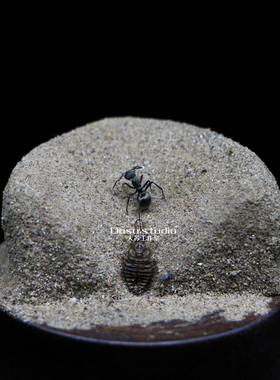 蚂蚁微景观生态玻璃罩标本蚁狮