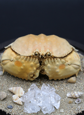 【守护者】逍遥馒头蟹螃蟹标本水晶发光玻璃罩家居办公桌摆件礼物