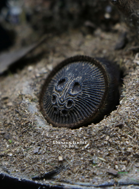 里氏盘腹蛛微景观玻璃礼物摆件