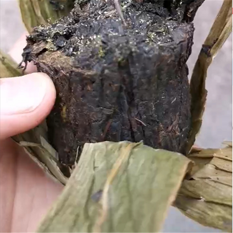 产地发货老陈茶陈年黑茶湖南安化花卷金花十两茶金花黑茶十六两茶 - 图1