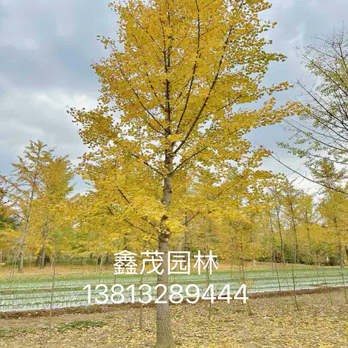 银杏树大树工程道路绿化3-60公分粗银杏树银杏树活苗庭院银杏小苗 - 图3
