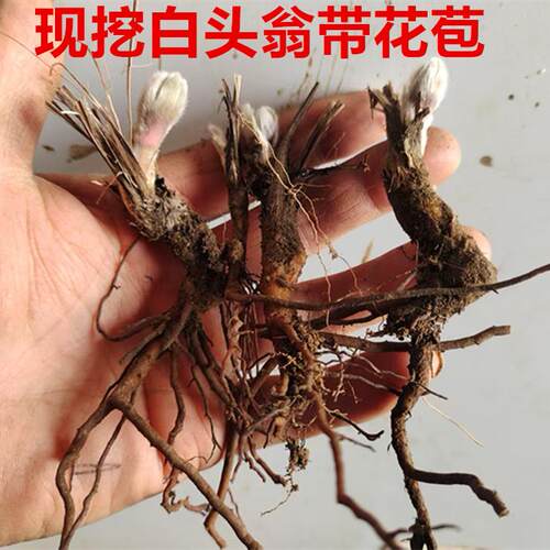 应季现挖新鲜白头翁老鼠花耗子花苗 野丈人白头草老姑花 种苗 - 图0
