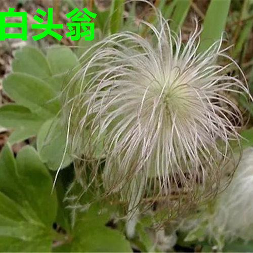 应季现挖新鲜白头翁老鼠花耗子花苗 野丈人白头草老姑花 种苗 - 图2
