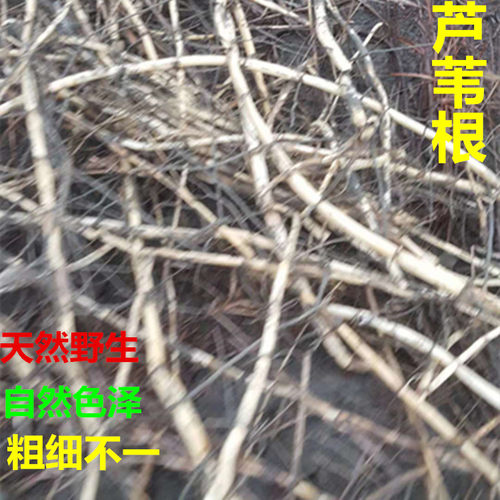 新鲜芦根 芦苇苗根 芦苇根 芦茅根苇根芦柴根另有白茅根凉茶 - 图3