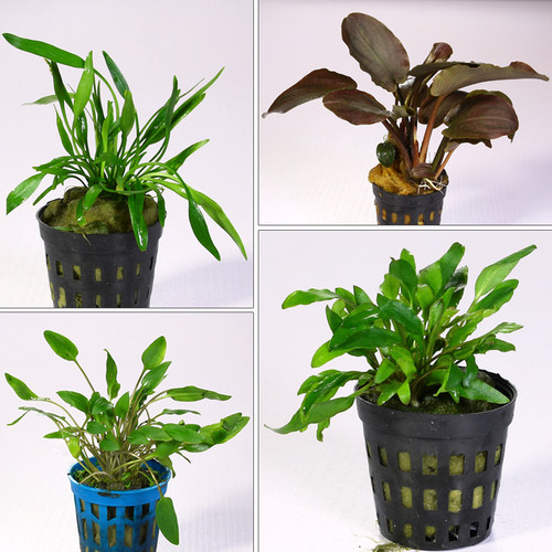 椒草合集 鱼缸造景水草迷你小青椒绿温蒂大喷泉椒咖啡椒美波莉椒 - 图2