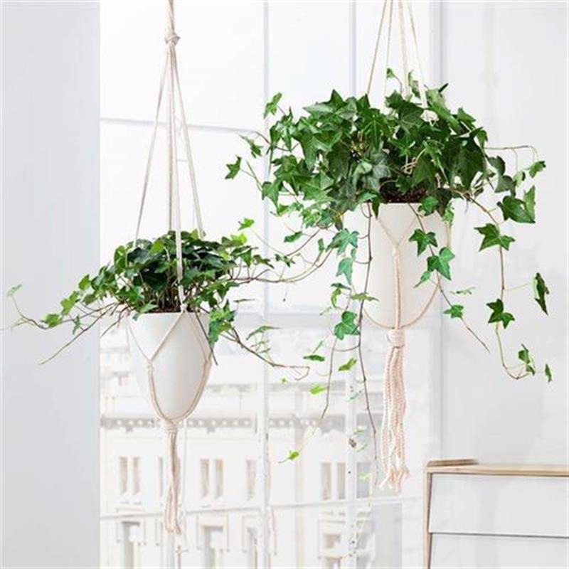 Ivy potted plant indoor purification air hanin orchid - 图0