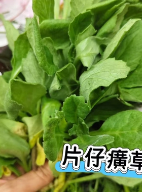 三草纯露去痘火控油片仔癀积雪草