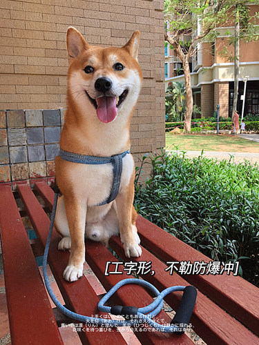 小狗工字胸背带防爆冲防挣脱柴犬雪纳瑞牵引绳幼犬遛狗绳宠物用品 - 图0
