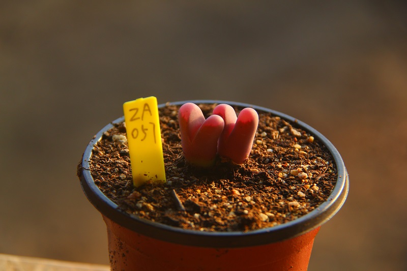 满30包邮红大内玉番杏生石花多肉一物一拍Lithops optica ‘Rubra - 图3