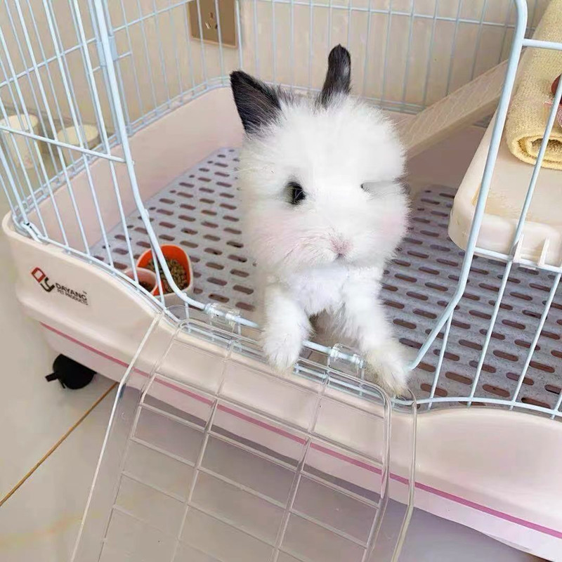 盖脸猫猫兔智商,盖脸猫猫兔聪明吗,怎么挑选盖脸猫猫兔(第2页)_大山谷图库