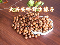 The last hunter of the Daxing Anling is the same hazelnut.