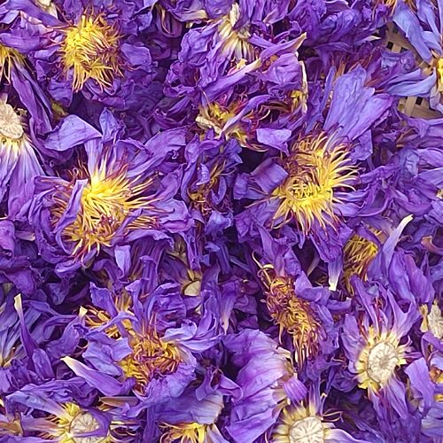蓝莲花花干花 睡莲干花 蓝莲花干花 初级农产品现货 - 图1