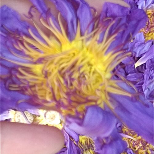蓝莲花花干花 睡莲干花 蓝莲花干花 初级农产品现货 - 图2