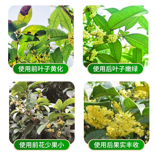 桂花专用肥料复合肥银桂养护花通用绿植花肥家用金桂防治黄叶枯叶 - 图2