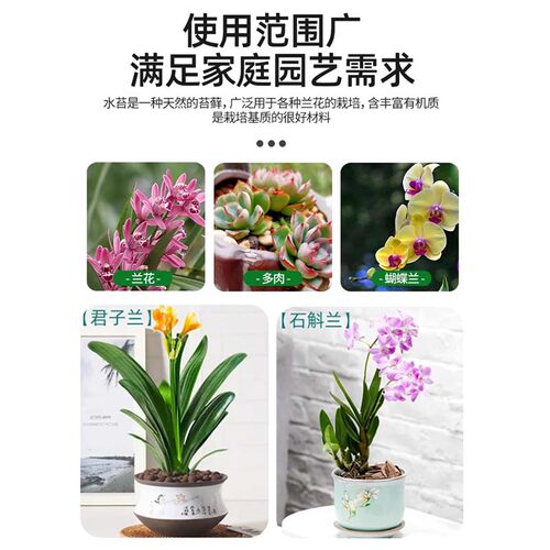 智利进口水苔毛毛虫水苔干苔藓兰花营养土乌龟冬眠垫材蝴蝶兰专用 - 图1