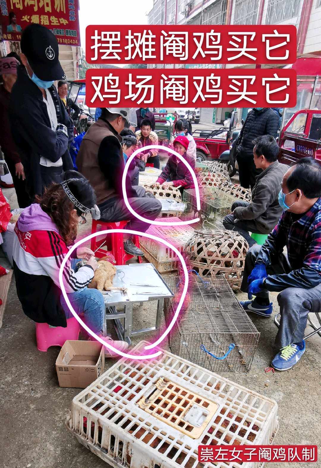 升级版阉鸡手术台大小鸡通用阉鸡工具不锈钢剦割鸡畜牧器械包邮_虎窝淘