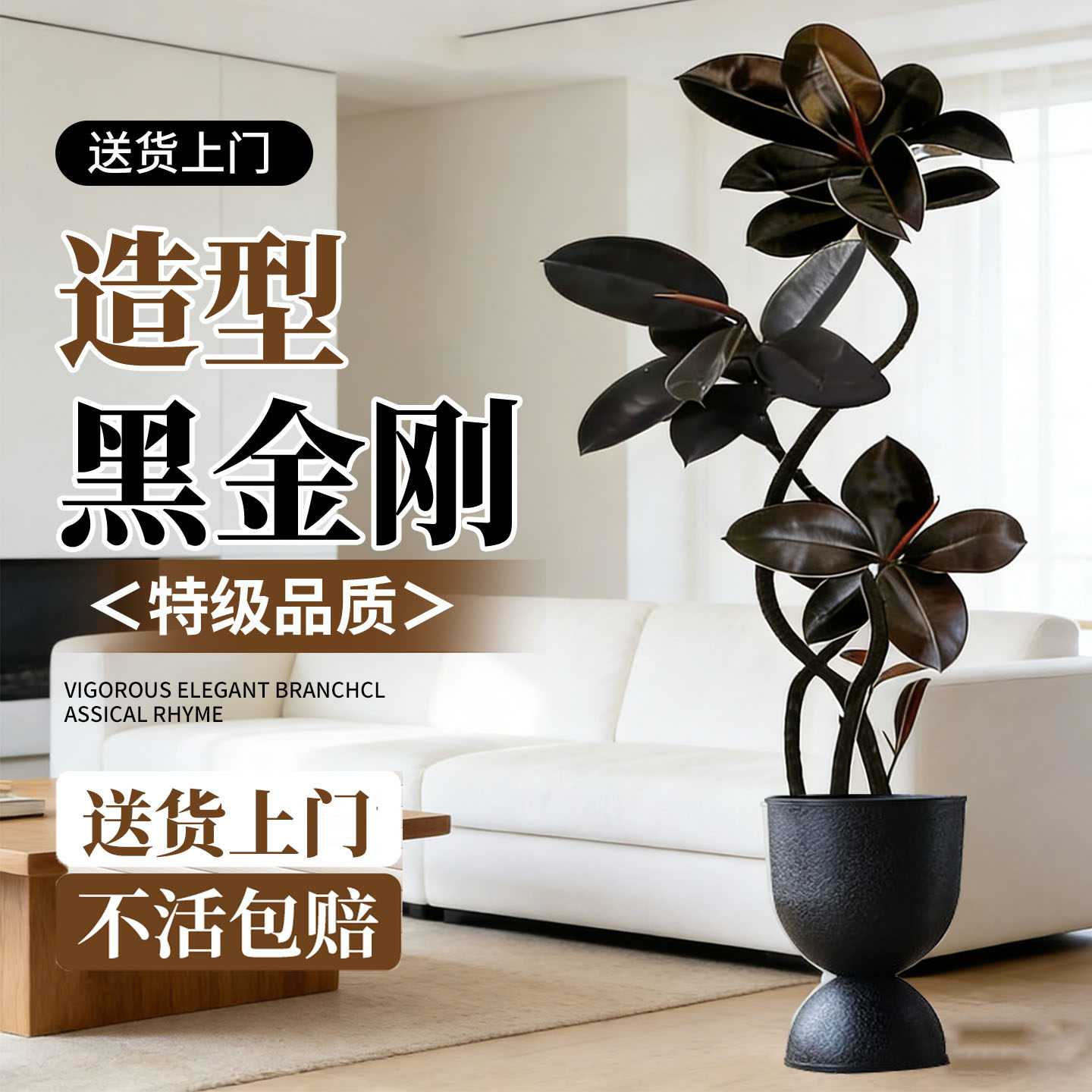 橡皮树大型绿植黑金刚客厅大盆栽拗造型室内办公室四季好养真植物,淘宝优惠券,粉丝福利购,淘宝优惠卷