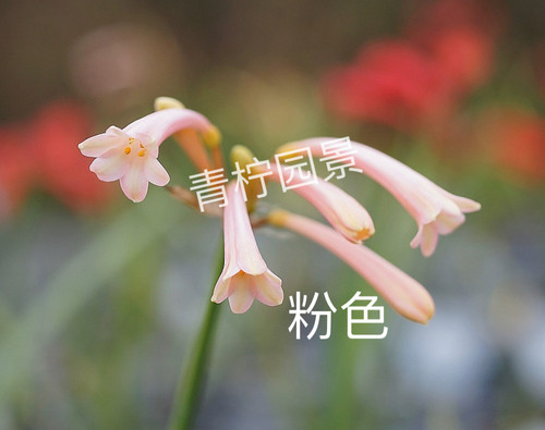 青柠园景 垂筒花 多年生常绿草本耐热耐寒春冬季观花盆栽植物包邮 - 图0