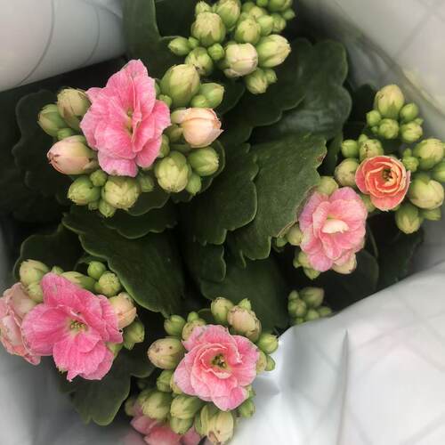 大颗型长寿花带花苞年宵花 室内阳台客厅桌面摆件新年装饰新年花 - 图3