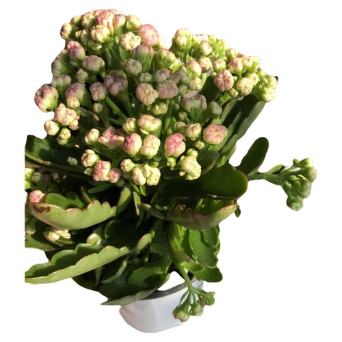 【昊景重瓣小长寿花】带花苞植物多肉盆栽植花期长办公室阳台好养 - 图3