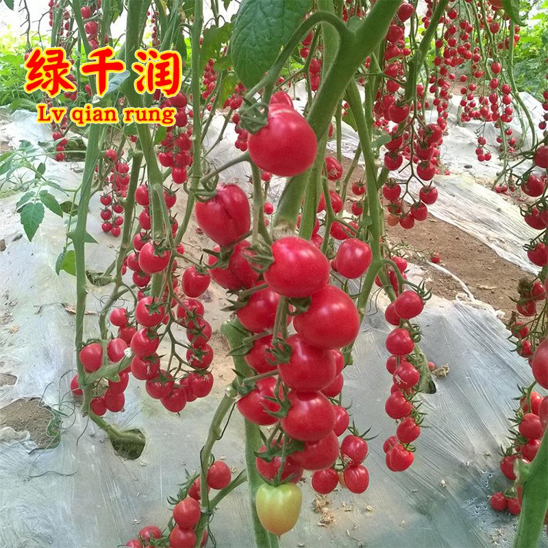 千禧樱桃番茄种子阳台四季高产小番茄种籽樱桃圣女果盆栽蔬菜种孑 - 图1