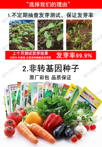四季青梗柳叶空心菜种子通菜翁菜水生蕹菜种籽阳台盆栽蔬菜种孑籽 - 图1