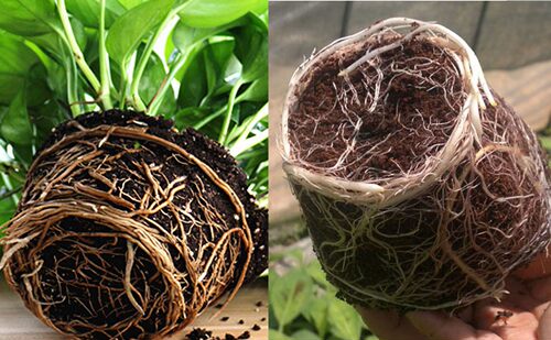 饼肥芝麻渣麻酱渣香油渣花卉蔬菜用花肥料追施颗粒有机肥农家肥 - 图3