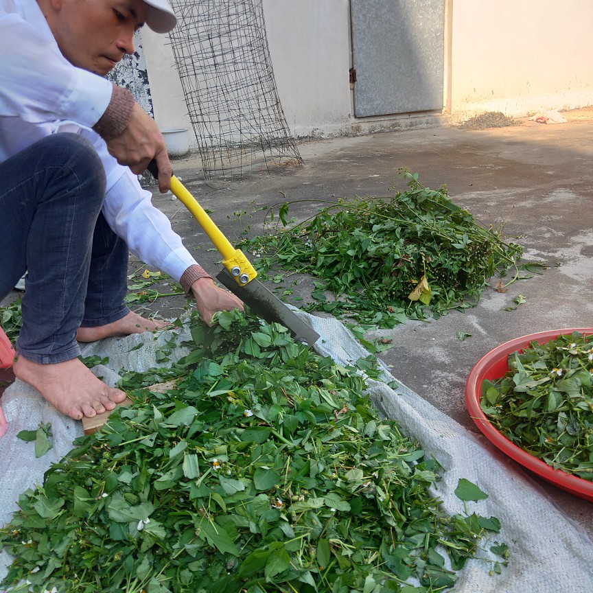 广东新鲜鬼针草泡茶四方枝三叶一包针儿童热疹洗澡农村中草药 - 图0