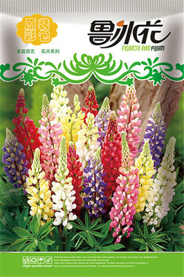 鲁冰花种子 花种籽子四季播种易活秋冬种植适合冬天种的花种 虎窝淘