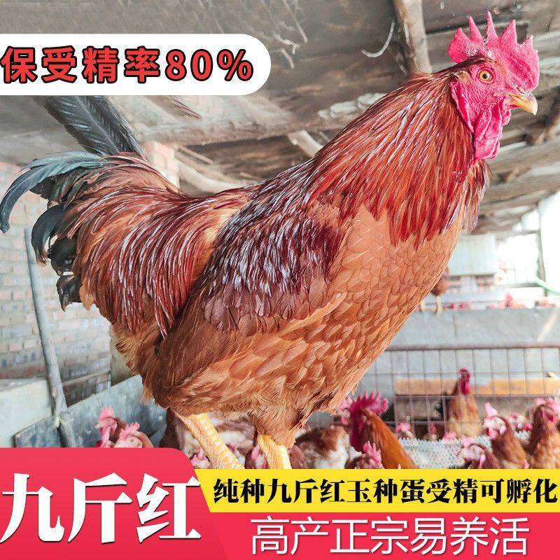九斤红种蛋受精蛋包邮价九斤黄鸡土鸡蛋黄受精种蛋蛋鸡散养宠物鸡,淘宝优惠券,粉丝福利购,淘宝优惠卷