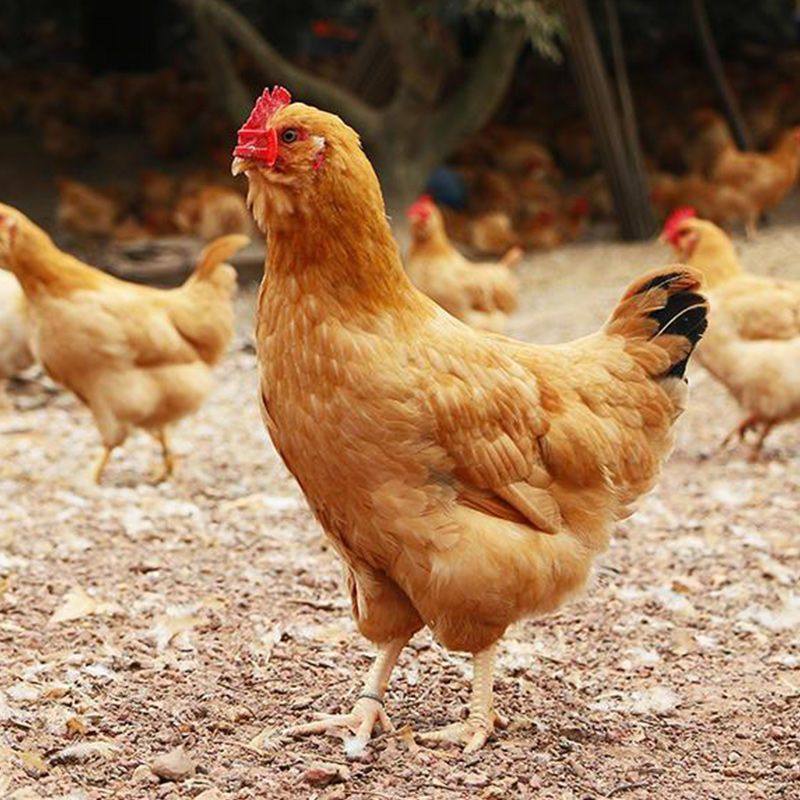 【50枚】纯种三黄鸡受精种蛋可孵化小鸡高受精率 现捡30枚宠物鸡,淘宝优惠券,粉丝福利购,淘宝优惠卷