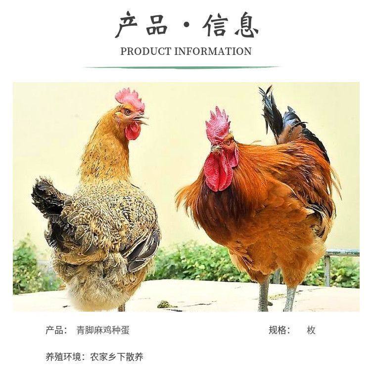 快大型青脚麻鸡种蛋受精蛋可孵化小鸡蛋受精种蛋自然受精土宠物鸡,淘宝优惠券,粉丝福利购,淘宝优惠卷