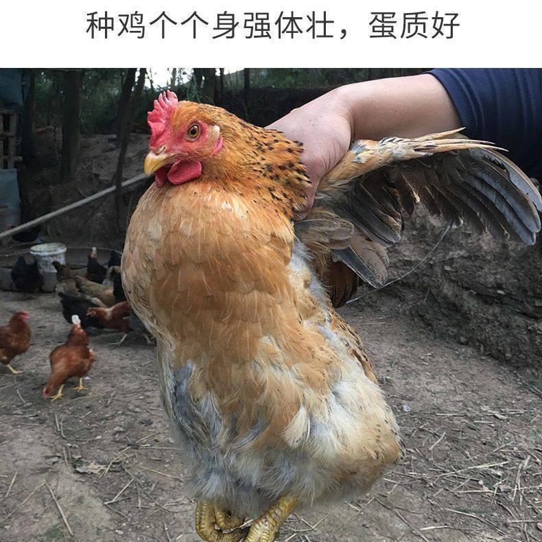 九斤红种蛋受精蛋包邮价九斤黄鸡土鸡蛋黄受精种蛋蛋鸡散养宠物鸡,淘宝优惠券,粉丝福利购,淘宝优惠卷