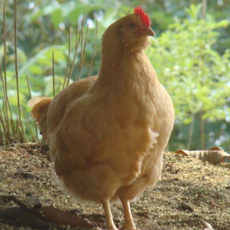 【50枚】纯种三黄鸡受精种蛋可孵化小鸡高受精率 现捡30枚宠物鸡,淘宝优惠券,粉丝福利购,淘宝优惠卷