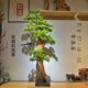 Taihang Thuja welcomes guests, pine root carvings, bouldering mountains, landscapes and flowing water, incense ornaments, living room tree root crafts