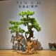 Natural Thuja root carving ornaments, Guanyin, Maitreya, longevity star, Bodhidharma, home town house, shaped wood carving, old material handicrafts