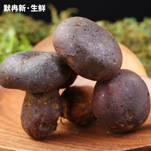 【现货】新鲜黑牛肝菌500g 现摘云南当野生食用菌蘑菇见手青鲜菌 - 图0