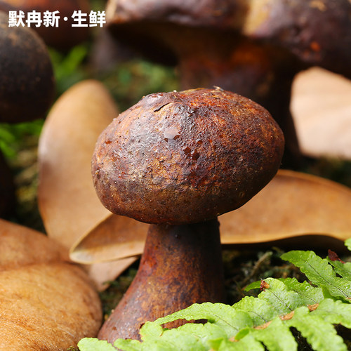 【现货】新鲜黑牛肝菌500g 现摘云南当野生食用菌蘑菇见手青鲜菌 - 图1