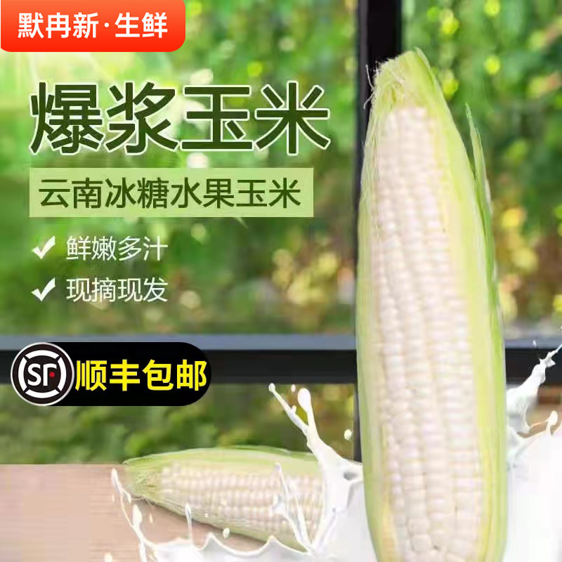【现货】现摘爆浆牛奶玉米冰糖生吃农产品孕妇水果 即食非转基因