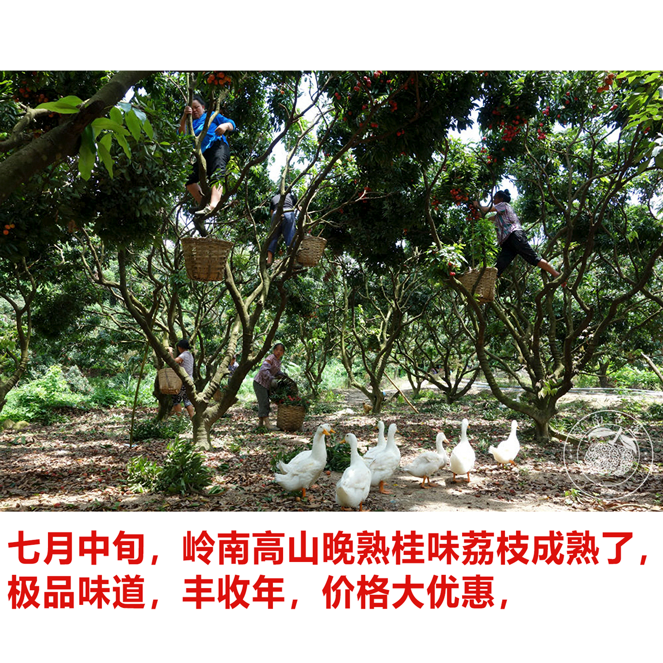 商品详情图片