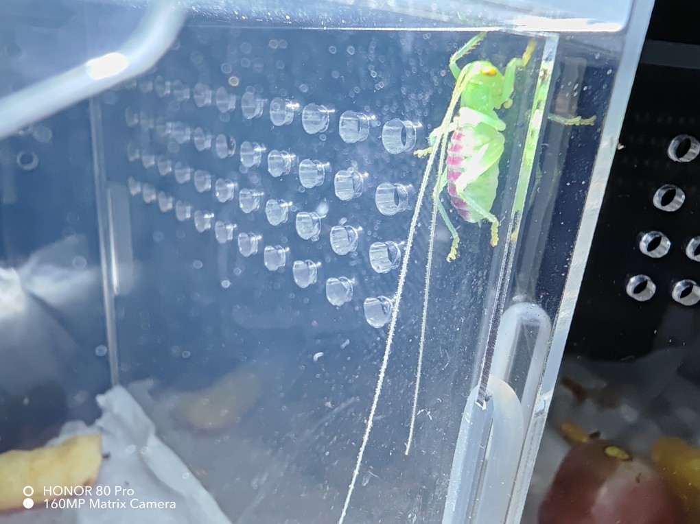 过马山优蟋螽幼虫迪迦真蟋螽大型凶猛昆虫桌面宠物包活昆虫优螽斯 - 图0