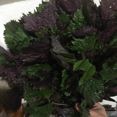 新鲜 紫苏叶 紫色苏子叶 带枝 料理香料鱼虾海鲜去腥增香 500g - 图2