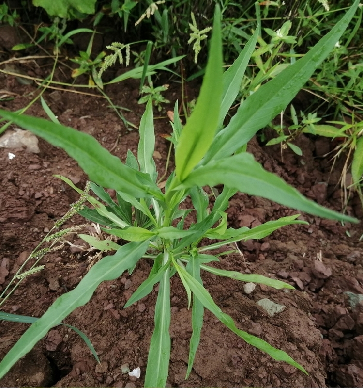 瑞连草钻 叶紫菀苗 剪刀菜白菊花 土柴胡 阳台庭院盆栽疏菜种子苗 - 图2