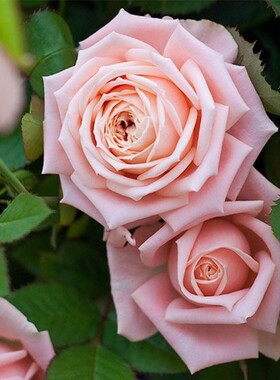 欧月切花雏鸟阳台盆栽植物