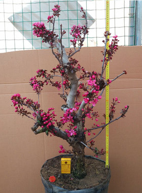 海棠花盆栽植物树桩庭院花园